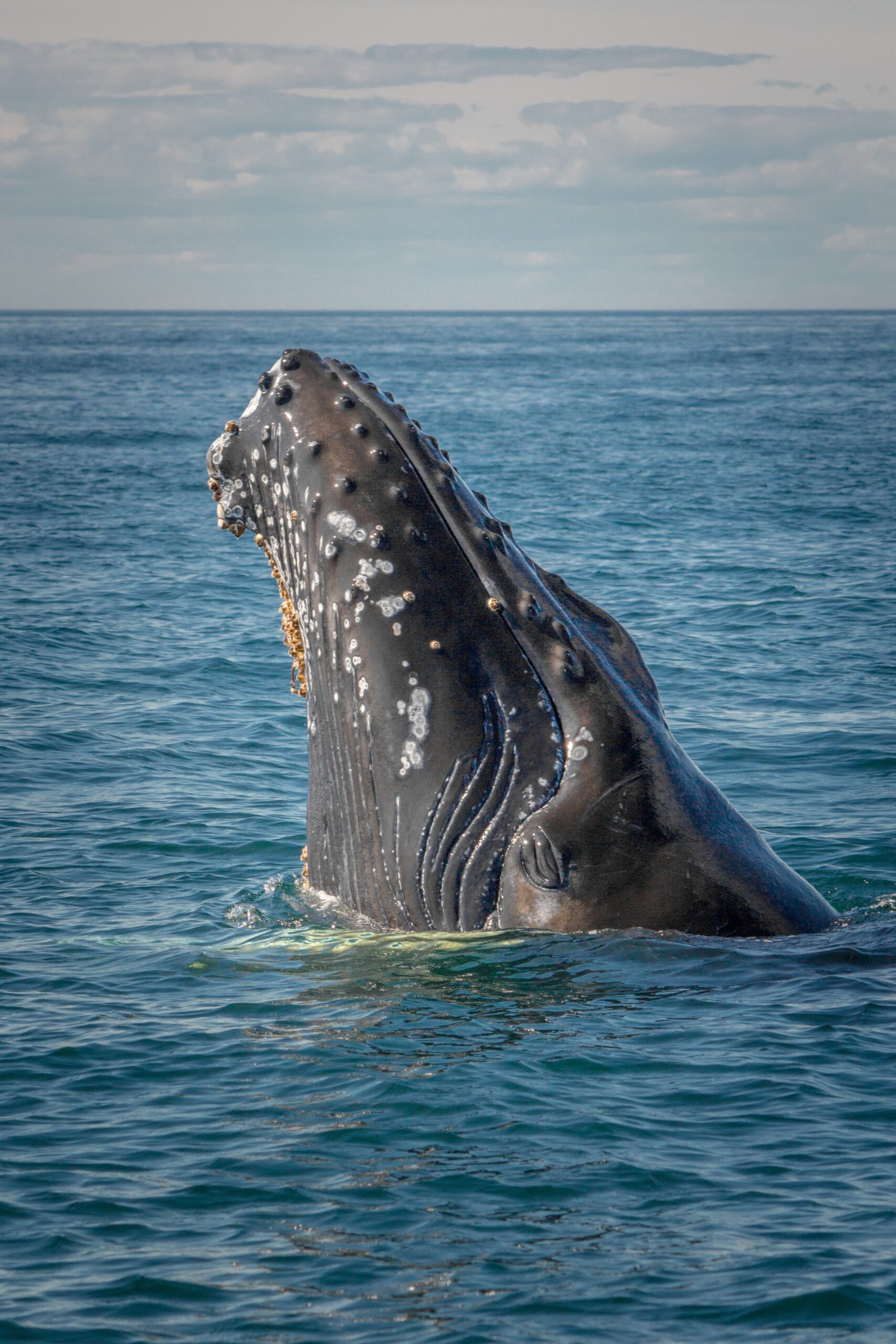 Humpback Whale